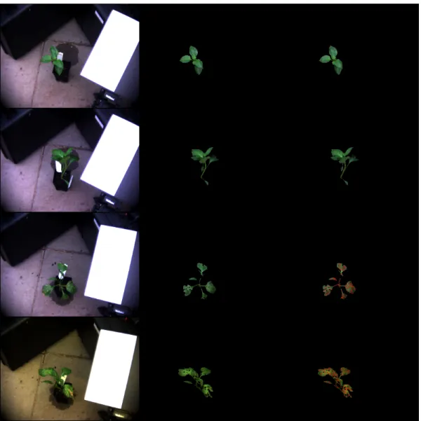 Fig. 8. Example mapping results for the detection of infected regions in hyperspectral imagery from the CAPS data set.
