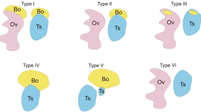 Fig. 1. The diversity of the external morphology of Bidder’s organs and gonads among bufo-nids