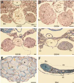 Fig. 2. The structure of developing Bidder’s organ in Bufo viridis. (A-E) Cross sections through Bidder’s organs at subsequent Gosner stages (GS32 to metamorphosis, MET)