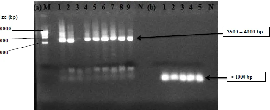 Figure 4. Species-specific PCR with primers pairs Lb1 and Lb2. Lane M: 100-bp DNA molecular mass marker, Lane 1: strain Lf1, Lane 2: strain Y6, Lane 3: strain S4, Lane 4: strain S3, Lane N: negative control