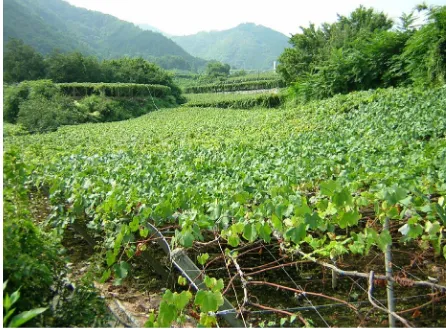 Figure 1. Vineyards at Katsunuma, Yamanashi Prefecture, Japan. Many vineyards expand at Katsunuma and its surrounding areas (taken by the author on August 25, 2006)