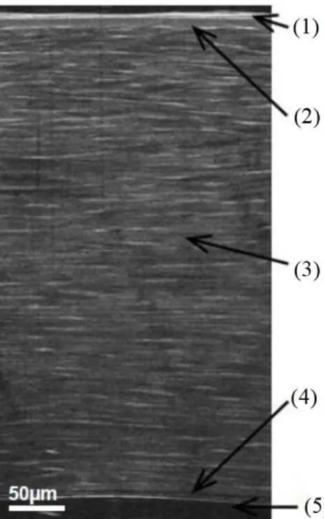 Fig. 1 Section of the human cornea measured by Full-Field Optical Coherence Tomography (1: 