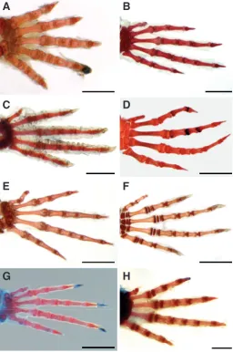 Fig. 2. Forelimb (A) and hindlimb (B) of 