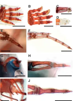 Fig. 5. Limb morphologies in gymnophthalmid species with the great-est degrees of limb reduction