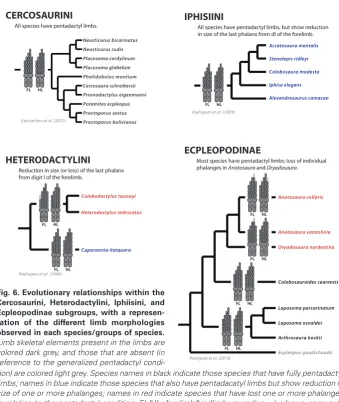 Fig. 6. Evolutionary relationships within the 