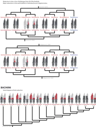 Fig. 7. Evolutionary relationships within the Gymnophthalmini and Bachiini subgroups, with a representation of the different limb morphologies observed in each species