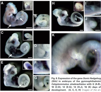 Fig. 8. Expression of the gene Sonic Hedgehog 