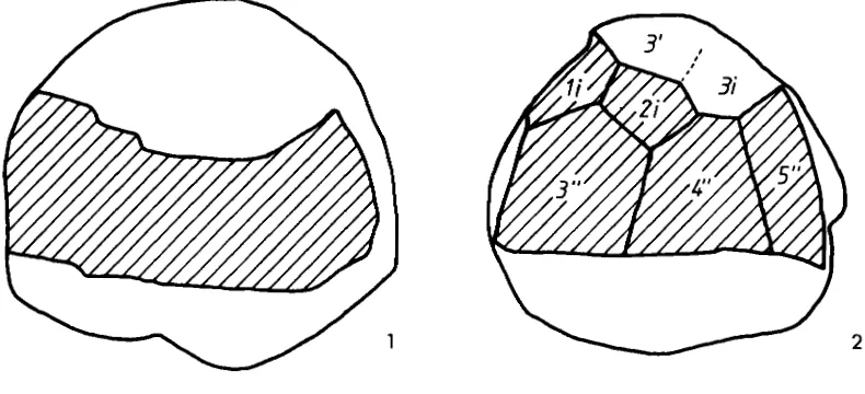 Fig. 3. Camera lucida drawings of Colonsaydiniurn psilaturn gen. et sp. nov. showing archaeopyle morphology