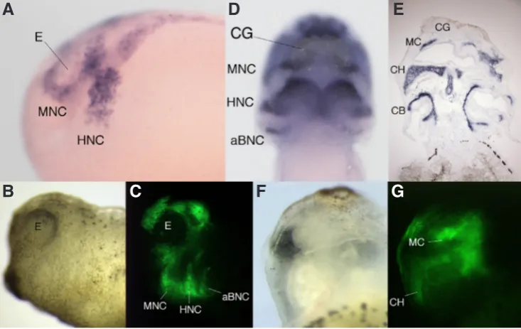Fig. 3. Neural crest cell migration and differentiation in the frog florescent protein (GFP)-expressing neural Xenopus lae-vis