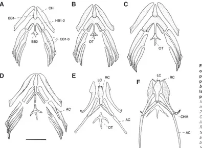 Fig. 4. Drawings of ventral views of the dissected, skeletally stained tissue is cartilage, cross-hatched tissue is bone, scale bar is 1.6 mm for (A,B) and 2 mm for (C-F)