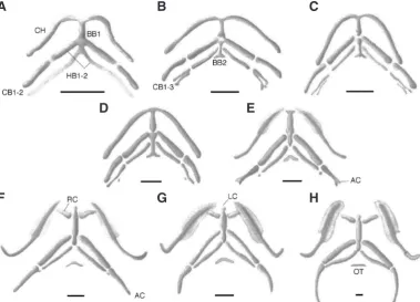 Fig. 5. Drawings of ventral views of the dissected, skel-etally stained pharyngeal arch skeletons of the plethodontid salamander Plethodon cinereus at six stages before hatching (A-F) and hatching (G) and juvenile (H) stages