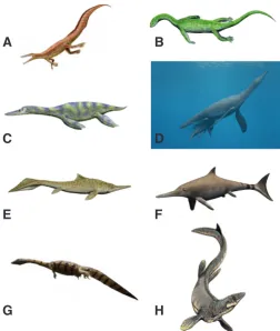 Fig. 1. Artistic reconstructions of viviparous aquatic reptiles. Figures pachypleurosaurare not to scale, and coloration is conjectural