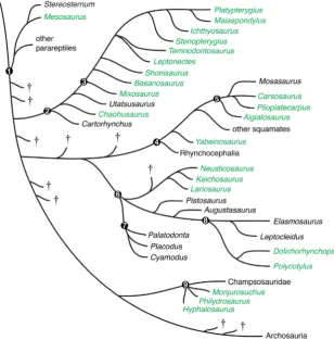 Fig. 2. Cladogram of representative Permian-to-Cretaceous reptile taxa.Ichthyopterygia; (6)(9)ian clades whose positions support the inference that viviparity evolved multiple times