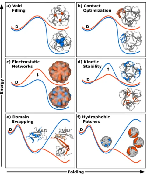 Figure 1.3: Optimizing designs. Energy profiles for initial (orange lines) and optimized (blue lines) protein designs; in each panel the folded state is at the right (and shown as structures) relative to the denatured state (D) at the left, separated by th