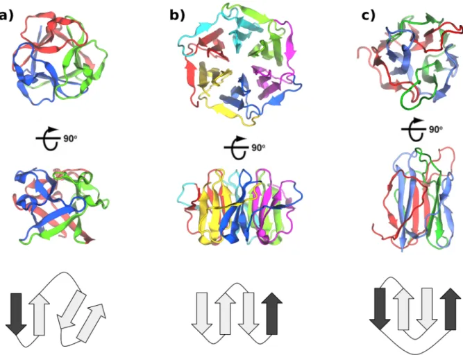 Figure 3.1: Folds evolving through ongoing subdomain amplification. The β-trefoil (a) and β- β-propeller (b) have previously been shown to evolve through ongoing subdomain amplification