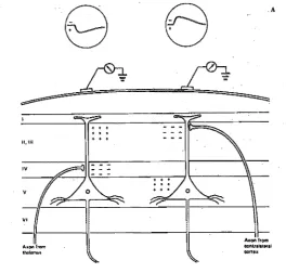 Figure 1.4 from synaptic terminals in layer generate surface positivity if The six cortical layers (I-IV) with two pyramidal cells in layer V