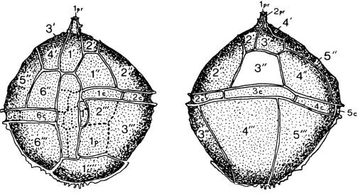 Fig. 2. Rhynchodiniopsis tenuitabulata (Gerlach, 1961) comb. nov., emend. Left: in ventral view