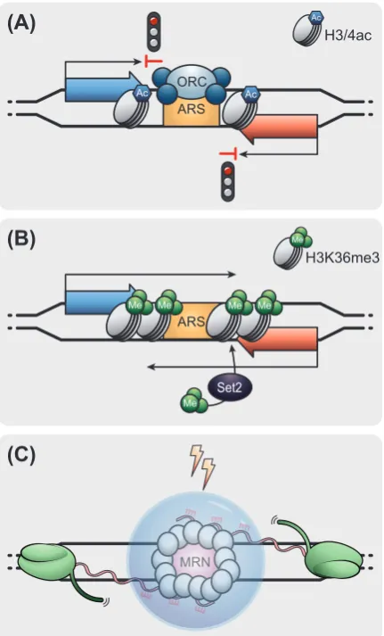 Figure 4Gowthaman et al.