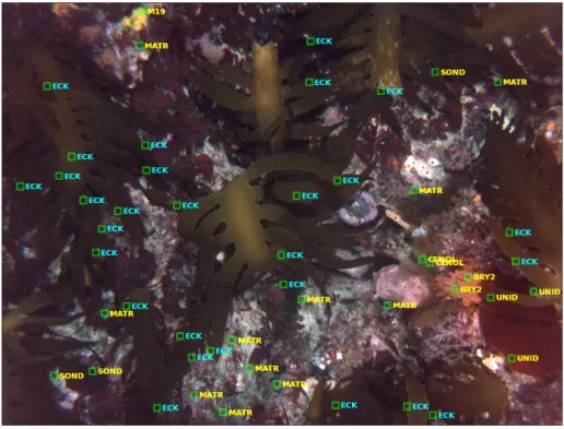Figure 2.1: An example AUV image containing multiple dominant species. Expert labels are overlaid (with KELP as ECK )