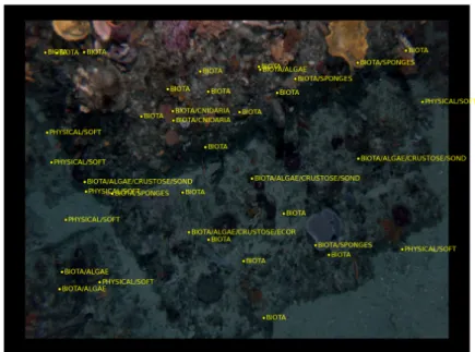Figure 3.1: Example AUV image, with CPC point labels