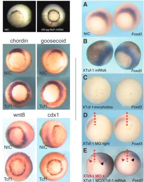 Fig. 2 (right). Tcf1 regulates the expression of foxd3 in the early mesoderm. (A) Endogenous expression of foxd3 at the dorsal blastoporus lip