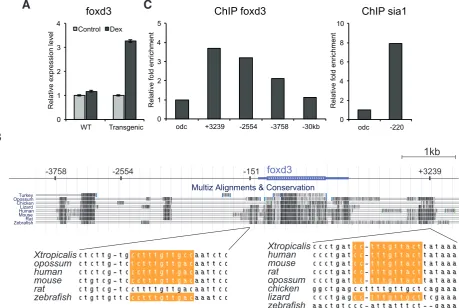 Fig. 3. Quantitative RT-PCR and chromatin immunoprecipitation (ChIP) indicate that foxd3 is a direct target of Wnt/b-catenin signaling during gastrulation
