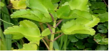 Figure 1. Bryphyllum pinnatum plant  