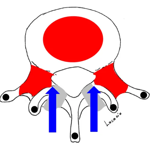 Figure 3: Primary and secondary ossification centers of the lumbar vertebrae: Primary ossification centers (red), secondary ossification centers (black), and hyaline cartilage centers (light gray)