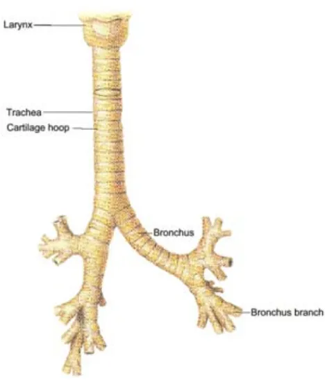 Figure 1.3 - Trachea and airway bifurcation into bronchial branch [Sebel et al., 1985]