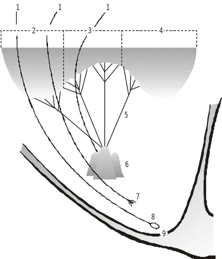 Figure 1. Diagram of the right ventricle with the most common position of the pacing lead