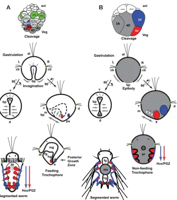 Fig. 1. Comparison of direct and indirect development in polychaetes. (A) Development of an indirectly 
