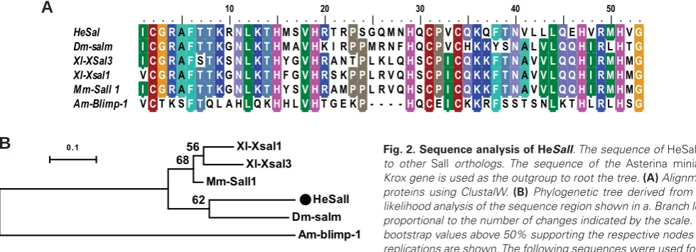 Fig. 2. Sequence analysis of HeSall. The sequence of HeSall is similar 