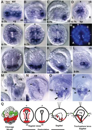 Fig. 4. Expression of HeSall mRNA during gastrulation. (A) Lateral view of an early 