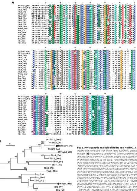 Fig. 5. Phylogenetic analysis of HeBra and HeTbx2/3. (Nv), margin. (Mm), gi|34098933|; Tbx1 (Nv), gi|33621856|; Tbx1 (Ml), gi|119370310|; Tbx6 (Xl), gi|148226680|; Tbx6 (Mm), gi|48928035|; Bra (Lv), gi|1675550|; Bra (Mm), gi|6678203|; XBra (Xl), gi|1479028
