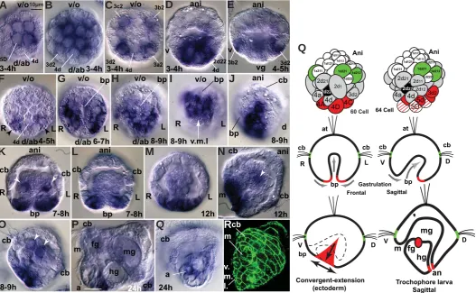 Fig. 6. HeBra mRNA expression during embryonic and early trochophore larval stages. For nomenclature and reconstruction of blastomere des-ignations consult our previous report (Arenas-Mena 2007b)