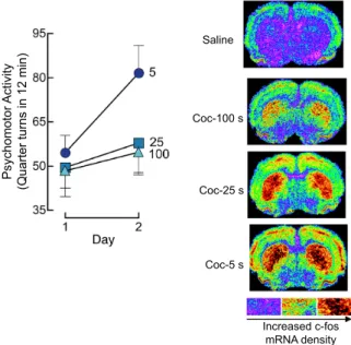 Fig. 3.  Increasing the speed of intravenous cocaine delivery facilitates  the  development  of  psychomotor  sensitization  and  promotes  c-fos  mRNA  expression  in  corticolimbic  regions