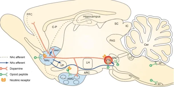 Figure 1. Relevant projections of the mesolimbic dopamine system.  Mesolimbic  dopamine neurons originate in the ventral tegmental area and project rostrally to the  nucleus accumbens, amygdala, bed nucleus of the stria terminalis, and prefrontal cortex