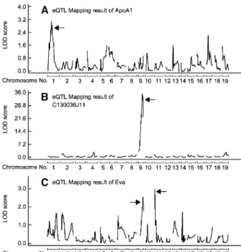 Fig. 4. Genome-wide eQTL mapping results for the expression levels of (A) ApoA1, (B) C130036J11, and (C) Eva, summarized by  chromo-some