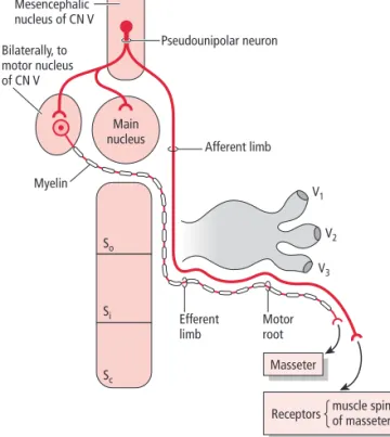 Figure 15.8 = The jaw jerk reflex. The mesencephalic nucleus of the trigeminal nerve contains the nerve cell bodies of pseudounipolar neurons whose peripheral processes terminate in the muscle spindles of the masseter muscle