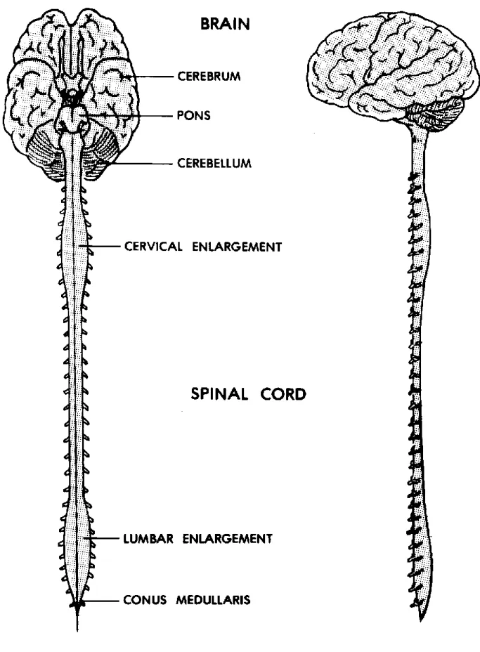 Figure 11-4. The human central nervous system. 