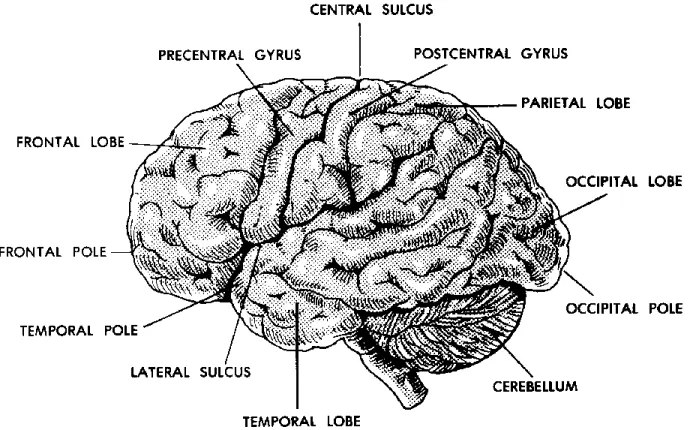 Figure 11-5A. Human brain (side view). 