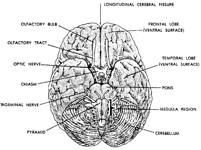 Figure 11-5B. Human brain (bottom view). 