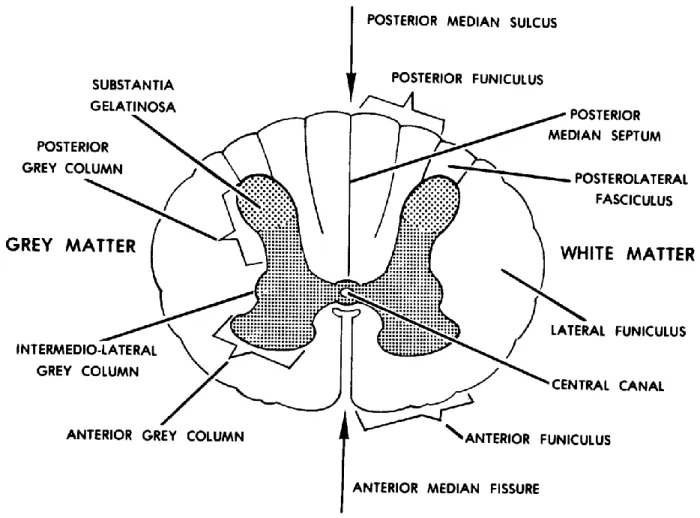 Figure 11-6. A cross-section of the spinal cord. 