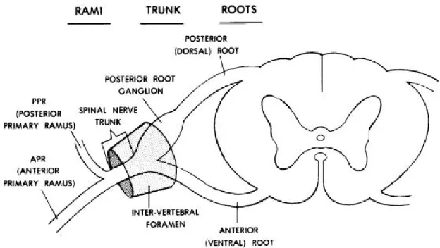 Figure 11-8. A "typical" spinal nerve with a cross section of the spinal cord