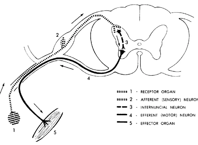 Figure 11-9. The general reflex arc. 