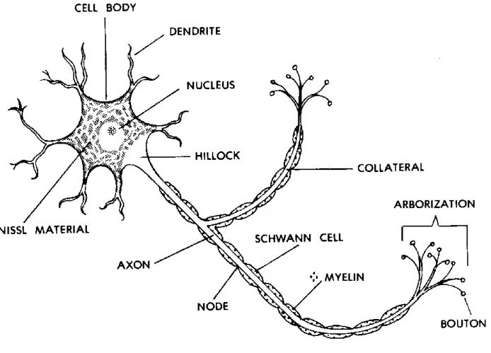 Figure 11-1. A "typical" neuron. 