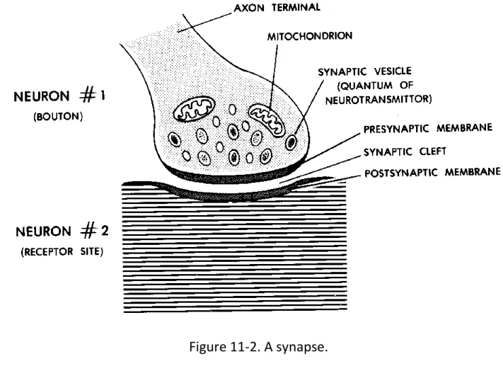 Figure 11-2. A synapse. 