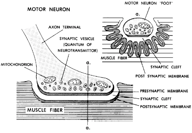 Figure 11-3. A neuromuscular junction. 