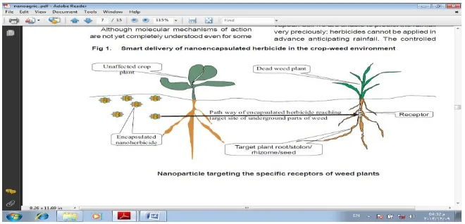 Fig. 2. Smart delivery of nanoencapsulated herbicide in the crop-weed environment.   