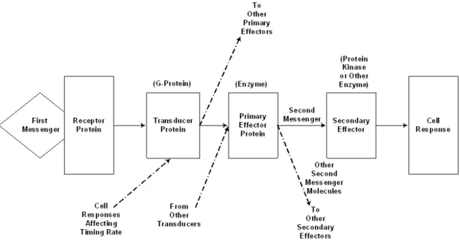 Figure 5.4: General signal flow process for metabotropic "second messenger" cascades